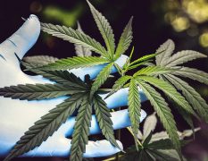 Quelles sont les vertus et les bienfaits des fleurs de cbd ?